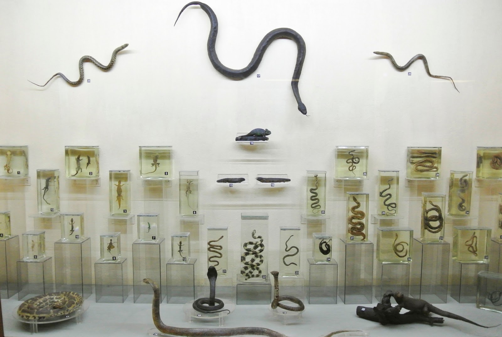 Reptiles on display
