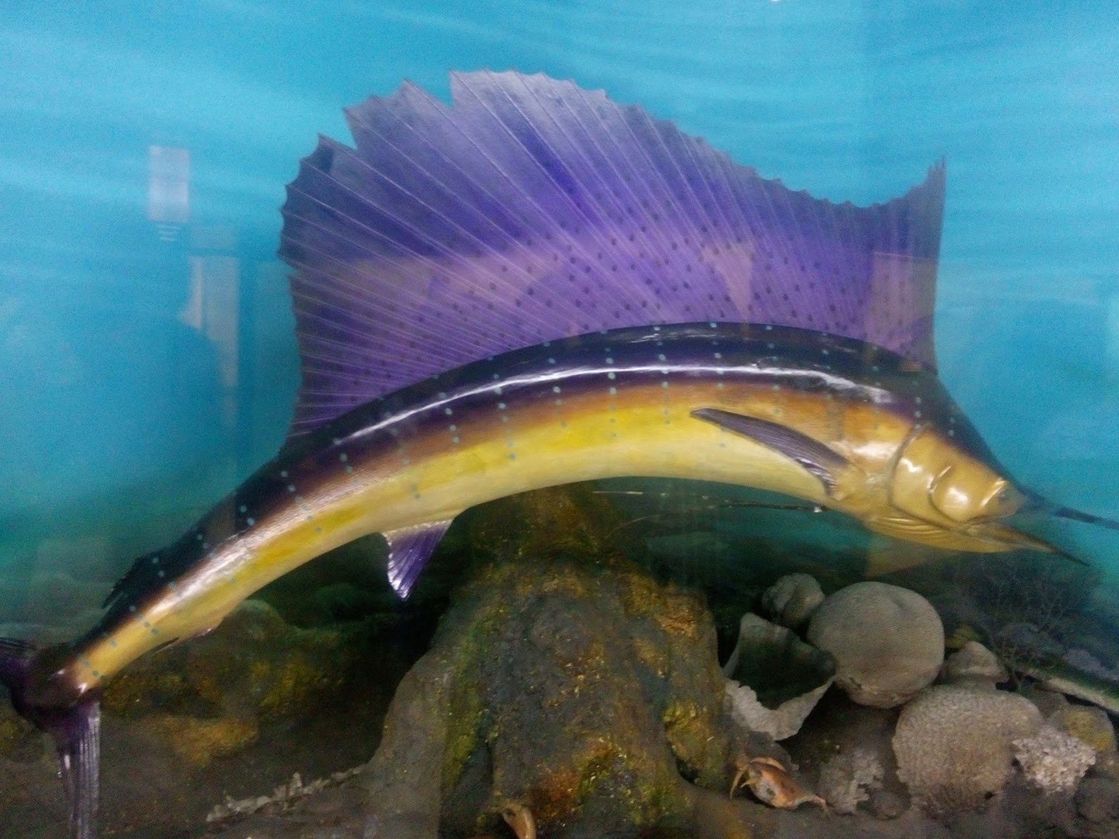 Atlantic Blue Merlin