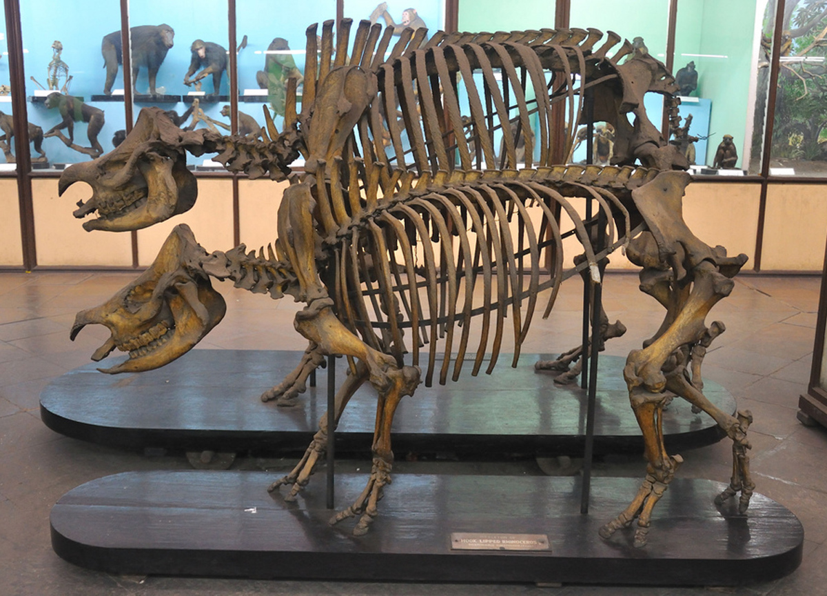 Skeleton of a Hippo