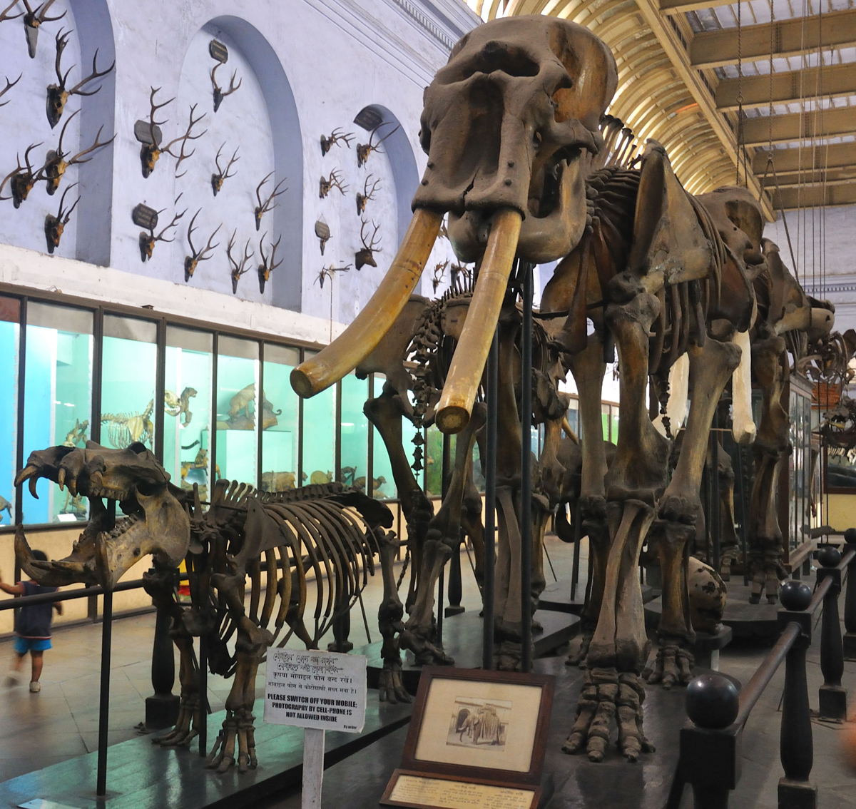 Skeleton of a Mammoth
