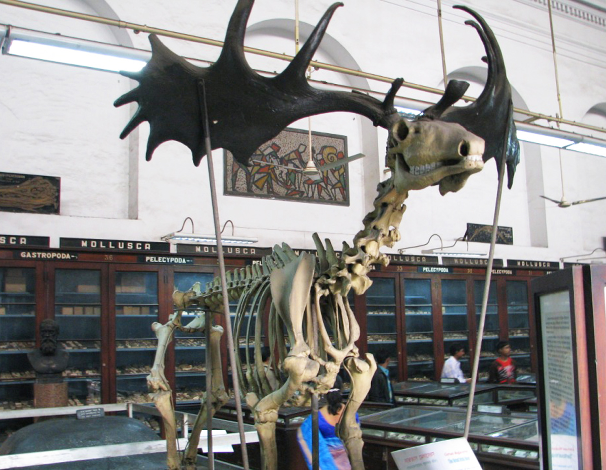 Skeleton of a Reindeer